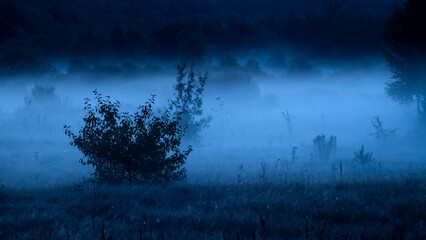 Fog in a field at morning twilight. Autumn foggy morning.