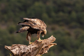 aguila real  animal  verde ave 