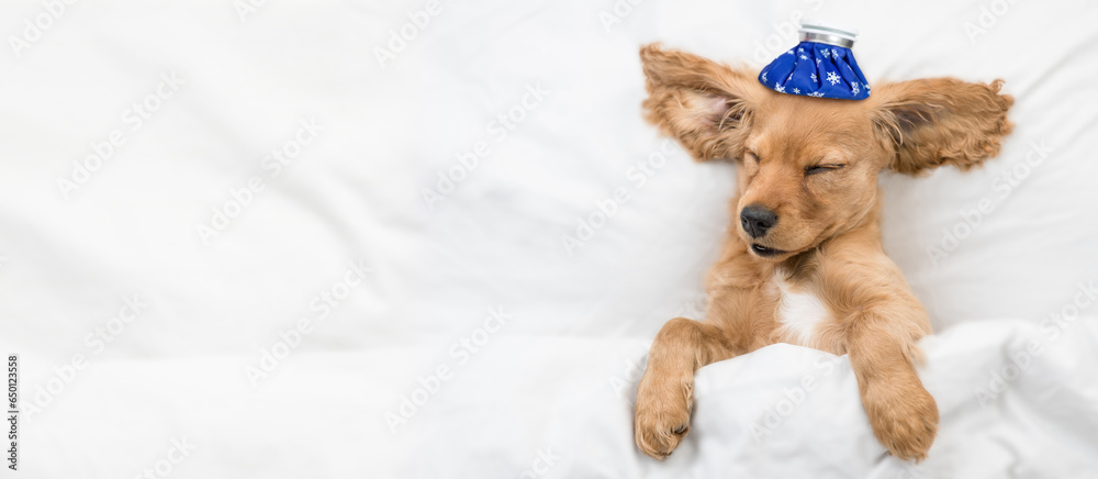 Poster sick eared english cocker spaniel puppy sleeps on a bed at home with ice bag or ice pack on it head.