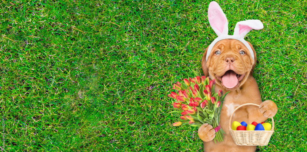 Aufkleber Happy Mastiff puppy wearing easter rabbits ears holds basket of painted Easter eggs and bouquet of tulips. Dog lying on its back on summer green grass. Top down view. Empty space for text