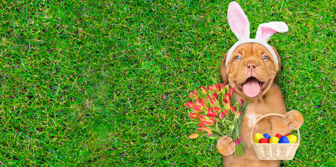 Obraz na płótnie Canvas Happy Mastiff puppy wearing easter rabbits ears holds basket of painted Easter eggs and bouquet of tulips. Dog lying on its back on summer green grass. Top down view. Empty space for text