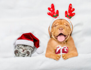 Happy mastiff puppy dressed like santa claus reindeer  Rudolf holding gift box and sleeping with...