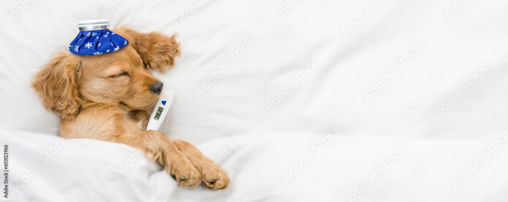 Poster Sick English Cocker spaniel puppy sleeps on a bed at home with thermometer and with ice bag or ice pack on it head paw. Top down view. Empty space for text