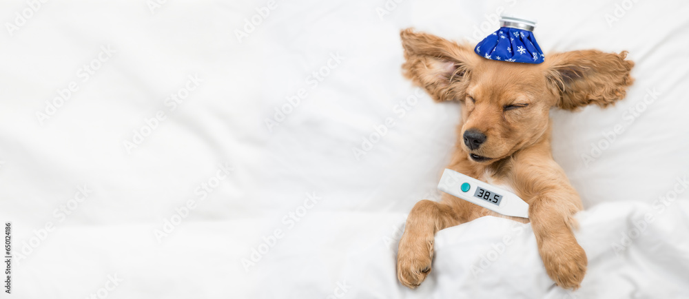 Poster Sick Eared  English Cocker spaniel puppy sleeps on a bed at home with thermometer and with ice bag or ice pack on it head paw. Top down view. Empty space for text