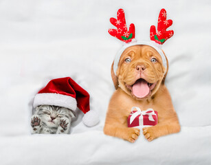 Happy mastiff puppy dressed like santa claus reindeer  Rudolf holding gift box and lying with cozy...