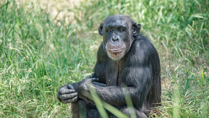 Portrait of an old mother chimpanzee in tall grass, closeup, details. Concept biodiversity, animal care, maternity and wildlife conservation.