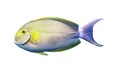 Yellowfin surgeonfish isolated on transparent background. Acanthurus xanthopterus fish cutout icon, side view - obrazy, fototapety, plakaty