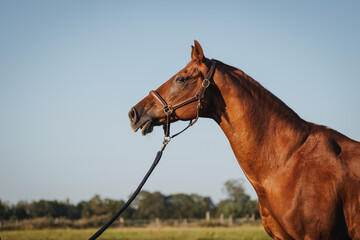hübscher Fuchswallach im Portrait, tolles Pferd schaut in die ferne, blauer Himmel und beeindruckendes starkes Tier bei Sonnenschein