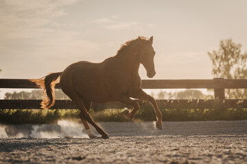 kraftvolles Pferd im Freilauf auf dem Paddock, Fuchs Warmblut galoppiert über den Auslauf, Sommerabend auf dem Reiterhof in Brandenburg