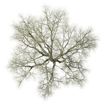 Isolated from above big dried tree top view on transparent backgrounds 3d rendering png