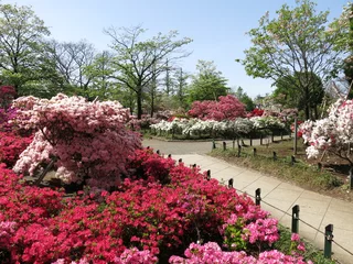 Gardinen ツツジが咲く練馬区の平成つつじ公園 © a_text