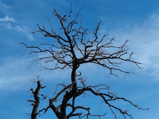 tree against sky