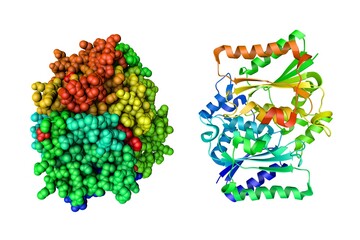 Human quinone reductase 2 (NQO2). Crystal structure and space-filling molecular model based on protein data bank entry 5lbz. Rainbow coloring from N to C. 3d illustration