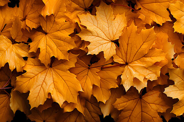 autumn, autumn leaves background	