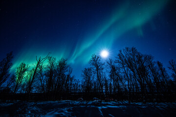 aurora over the forest