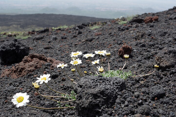 Fleurs poussant dans la lave de l'Etna