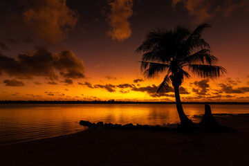 Red rainbow in palm trees