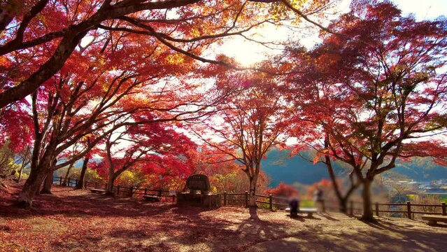 紅葉と落ち葉で赤く染まった公園  4K  広島県 三次市 尾関山公園の秋風景  2022年11月18日