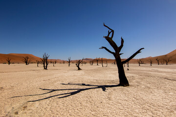 Dead trees in the dead sea