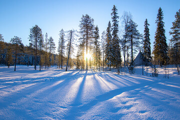 Sun in frozen forest