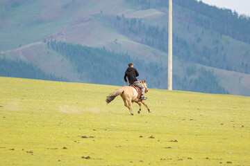 Horseman in Mongolian meadow