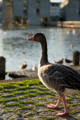 Ente am beobachten