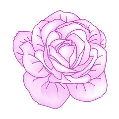 Hand drawn roses head in pink color for social media post, cover, banner, creative post  Isolated outline rose bud sketches in pink color. Vector illustration for design