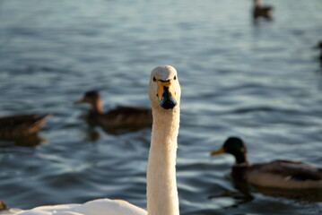 Schwan am beobachten