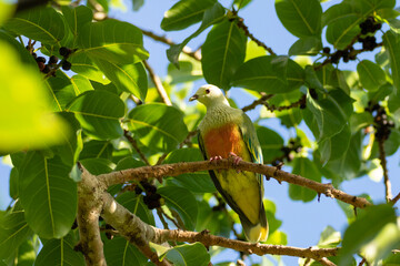 Tropical fruit dove