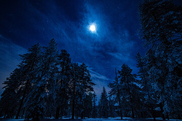 Frozen night in the forest