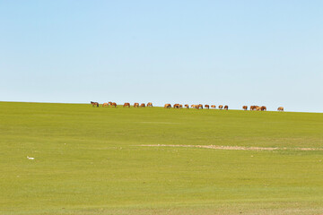 Mongolian Horses 