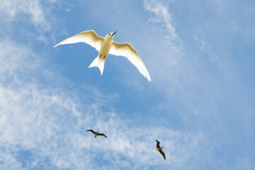 White Tern in the sky
