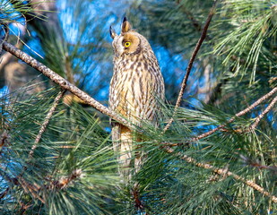 great horned owl