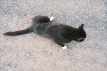Fototapeta premium Zutrauliche schwarze Hauskatze mit weißen Pfoten