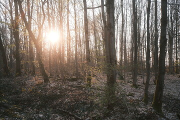 Die Morgensonne scheint durch den morgendlichen Wald