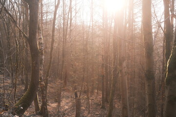 Lichtgefluteter kahler Wald im Harz