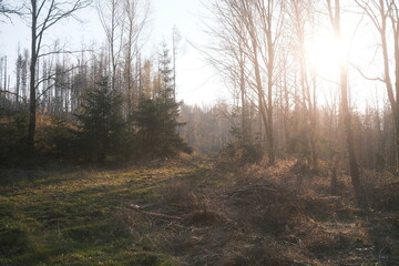 Sonnenaufgang im frischen herbstlichen Wald