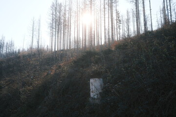 Sonnenlicht scheint durch die Bäume im Harz - obrazy, fototapety, plakaty
