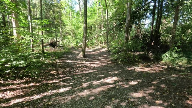 Entspannter Spaziergang im sommerlichen Laubwald