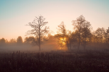 Fototapeta na wymiar Forest autumn landscape at dawn