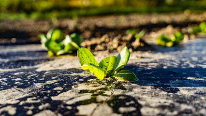 Lush Salad Plant Amidst Serene Countryside Landscape - Fresh Organic Greens