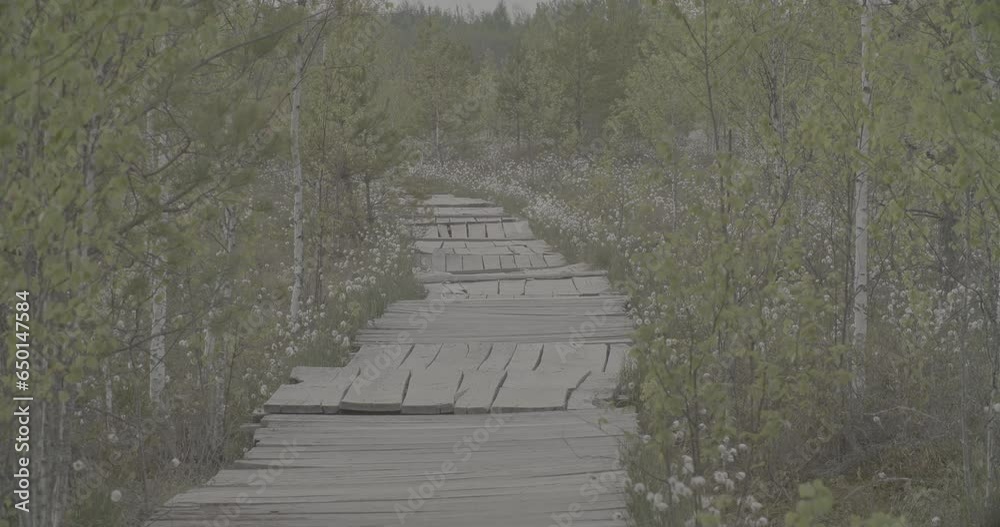 Poster Miory District, Vitebsk Region, Belarus. Ecotrail In Yelnya Nature Reserve. Yelnya Reserve or Elnya Is Biggest Swamp Complex In Belarus. Dramatic Sky Above Boardwalk Trail Over Wetland. clog2, clog, c