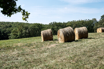 champ baign&eacute; de lumi&egrave;re avec des rouleaux de paille