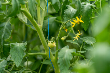 plants in the garden