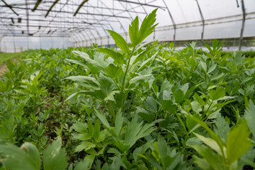 leustean in the greenhouse
