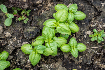 basil seedlings