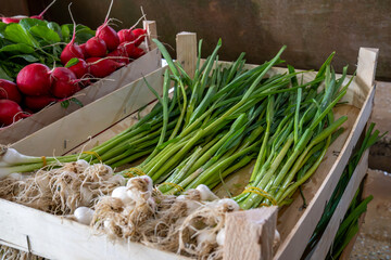 fresh organic vegetables