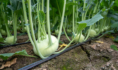 kohlrabi in the garden