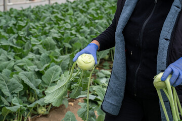 gullies in the greenhouse