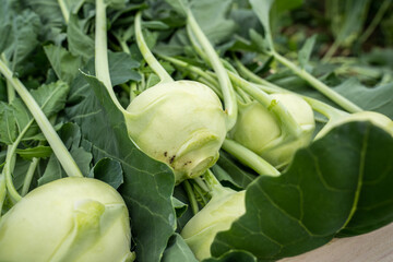 kohlrabi